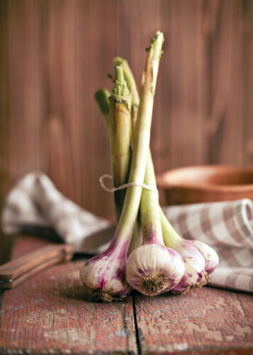 Growing Garlic: From Harvesting to Using